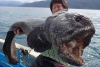 Phát hiện "thủy quái" đột biến ở biển Fukushima