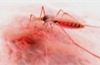 Tạo thành công muỗi đột biến chống bệnh sốt rét