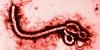Xét nghiệm vi rút Ebola như thế nào?