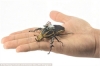 Dùng côn trùng làm máy bay không người lái