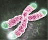 Tăng độ dài của telomere để cải lão hoàn đồng