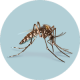 Đã lập được bộ gene của muỗi truyền bệnh Zika