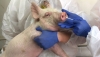 Phát hiện chủng cúm lợn ở Trung Quốc có khả năng gây đại dịch cho con người