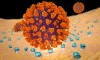 Protein 'mồi nhử' ngăn nCoV tấn công tế bào người
