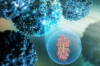 Lần đầu tiên tái tạo nhanh virus SARS-CoV-2 bằng phương pháp sử dụng nấm men