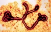 Trình làng vắc-xin Ebola dạng xông hít
